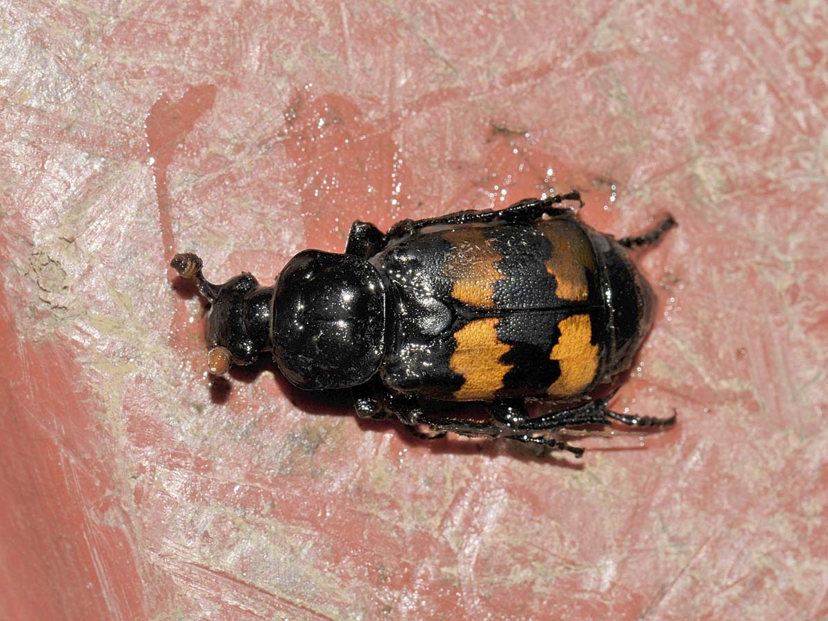 Silphidae: Nicrophorus interruptus